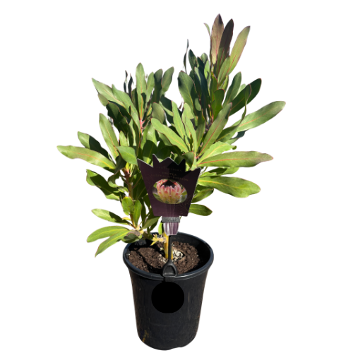 Protea Australis Passion 18cm
