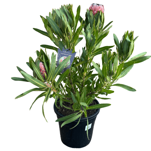 Protea Australis Ruby 25cm