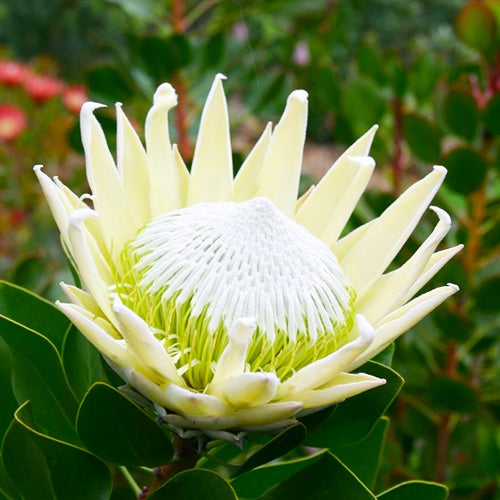 Protea 'King White' 14cm