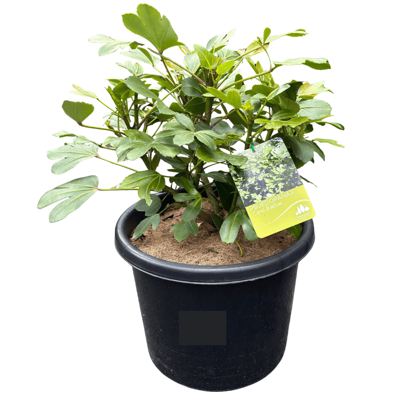 Pseudopanax lessonii Cyril Watson 33cm
