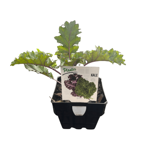 Kale Purple 10cm