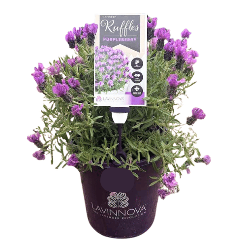 Lavender Purpleberry Ruffles 20cm