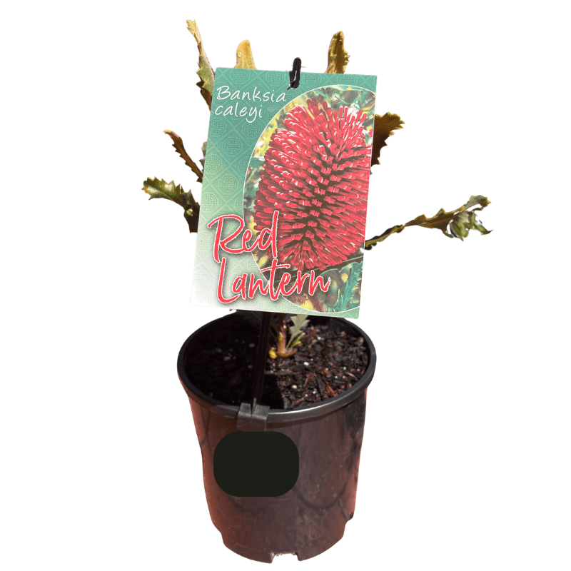 BANKSIA CALEYI RED LANTERN 14CM