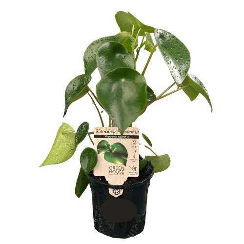 Peperomia polybotrya Raindrop 13cm