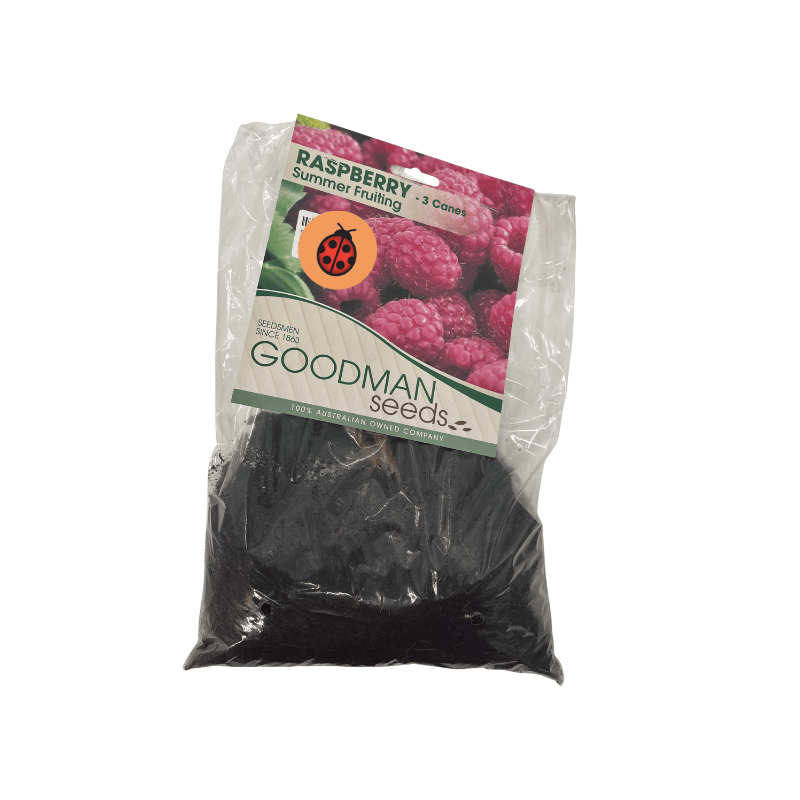 Raspberry Summer Fruiting 3 Canes Pre-Pack