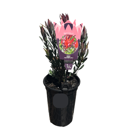 Leucadendron 'Red Devil' 14cm