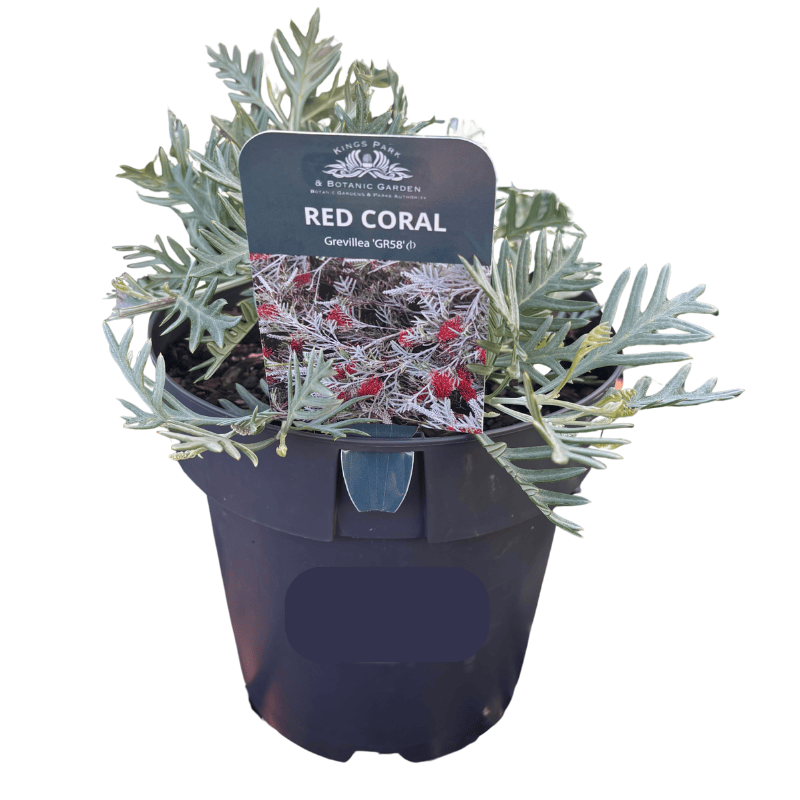 Grevillea Red Coral 20cm
