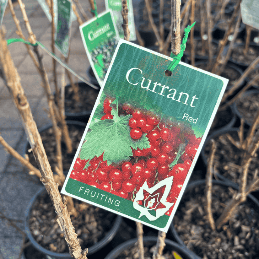 Currant Red