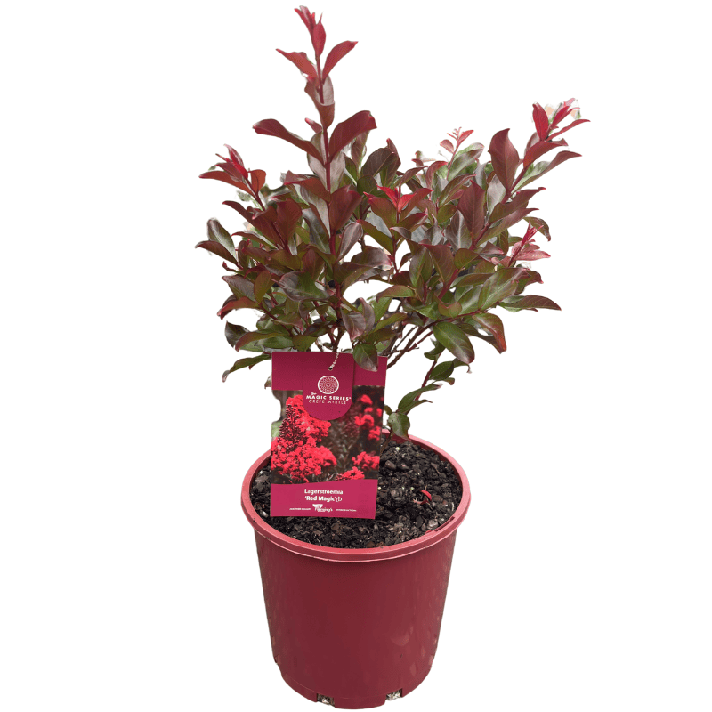 Crepe Myrtle - Lagerstroemia indica 'Red Magic' 20cm