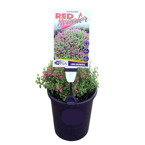 Scutellaria Red Scooter 14cm