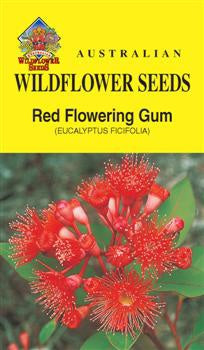 Red Flowering Gum (Eucalyptus ficifolia)
