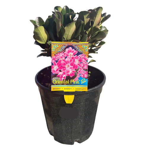 Rhapiolepis Oriental Pink 20cm