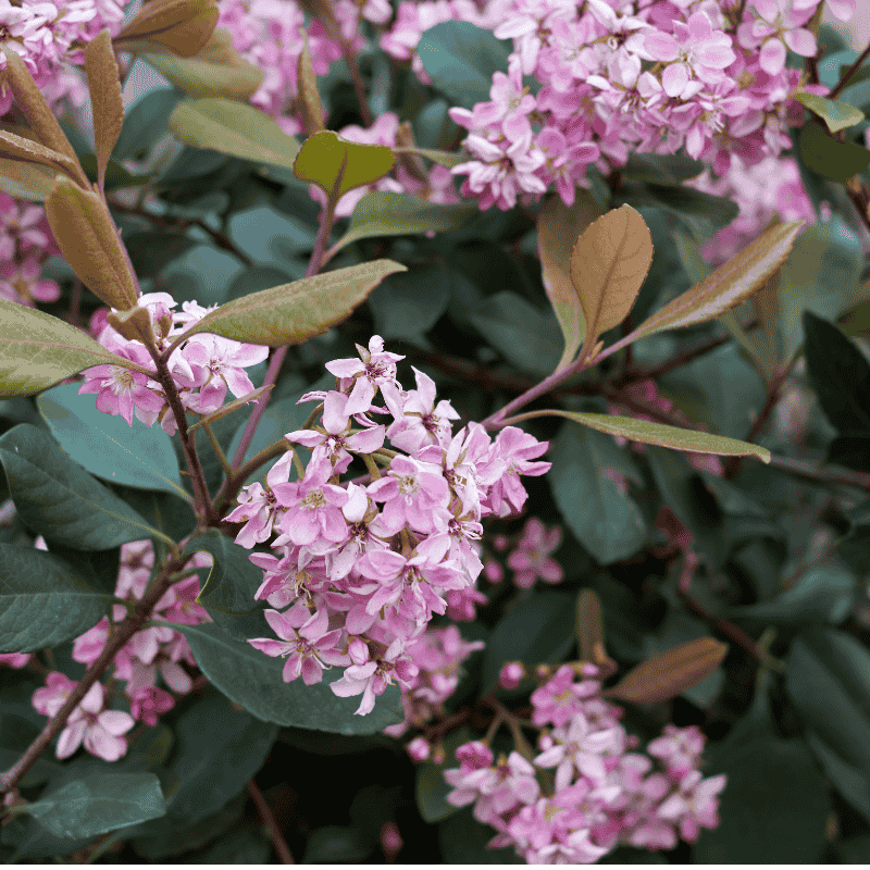 Rhaphiolepis 'Oriental Pink' 20cm