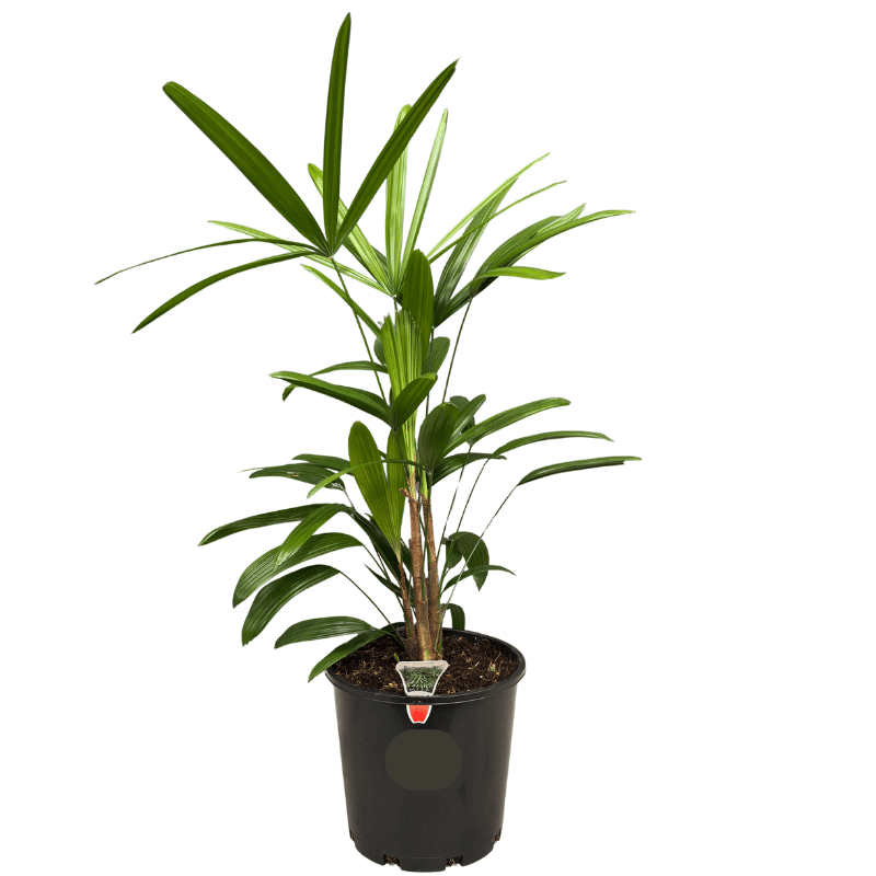 Rhapis excelsa 20cm