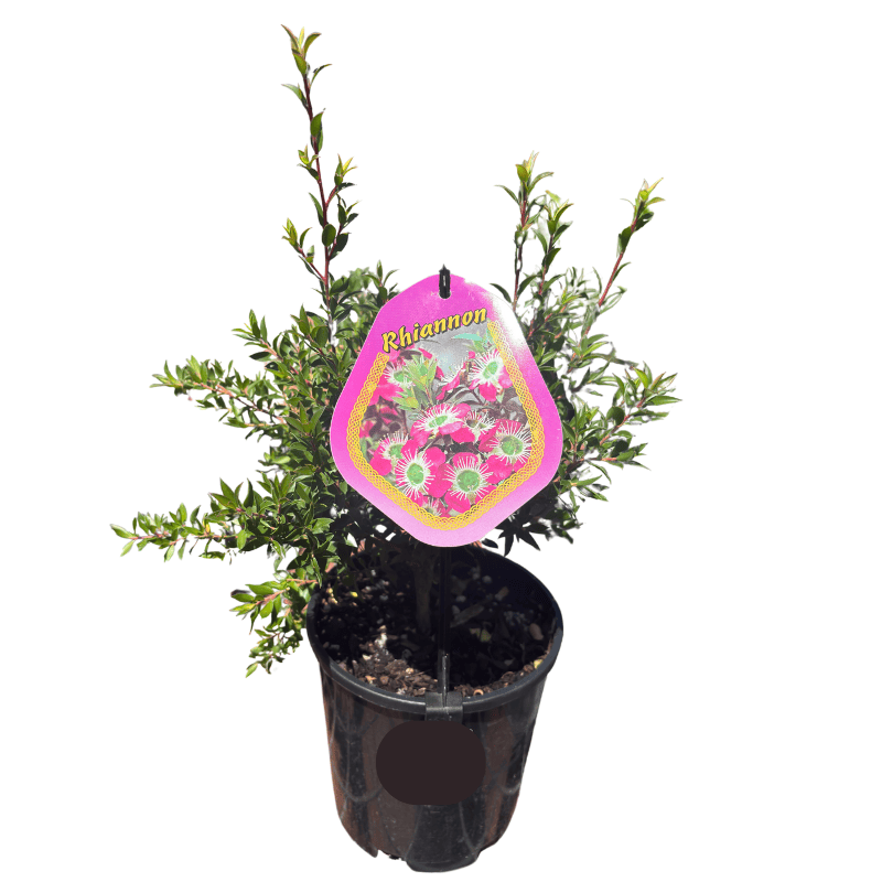 Leptospermum 'Rhiannon' 14cm
