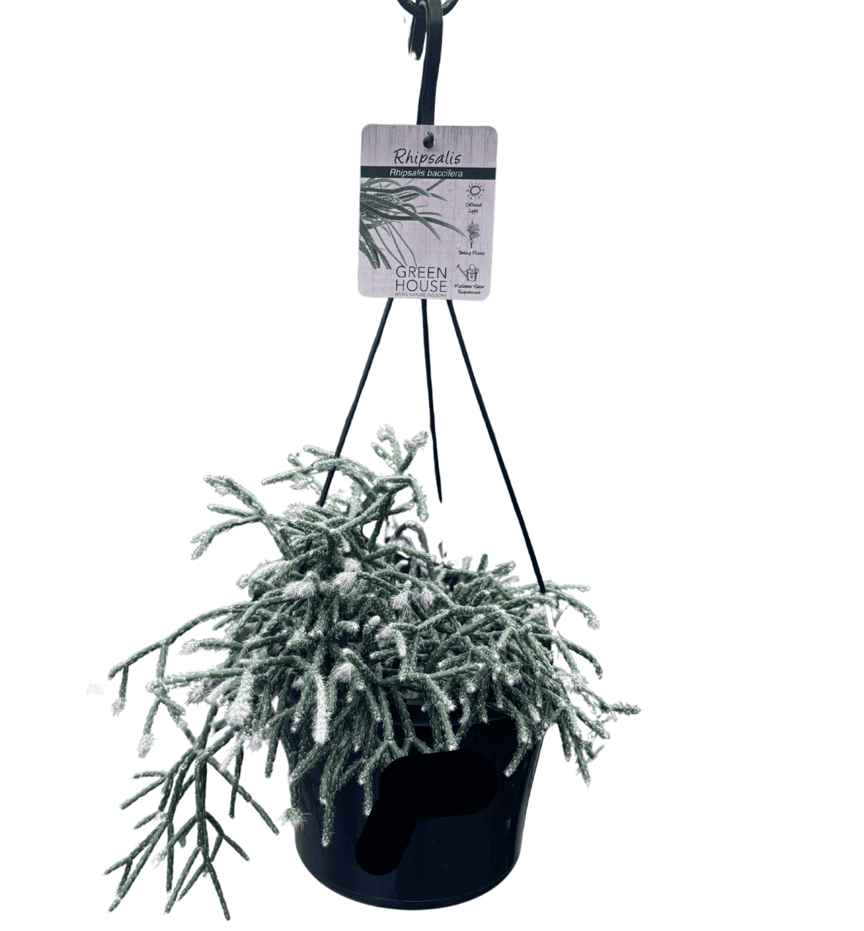 Rhipsalis 13cm Basket