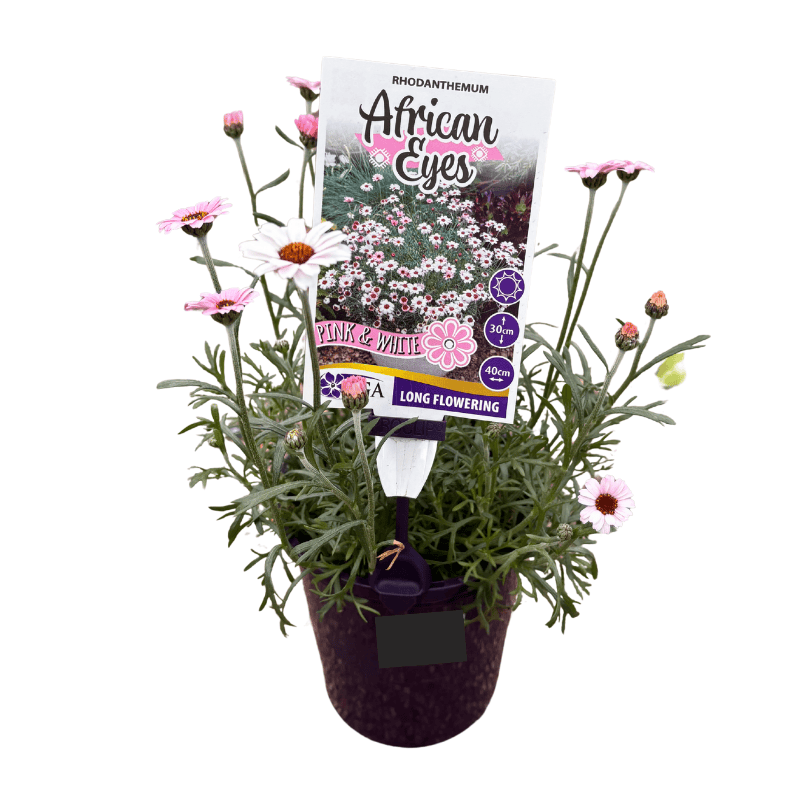 Rhodanthemum African Eyes Pink & White 14cm