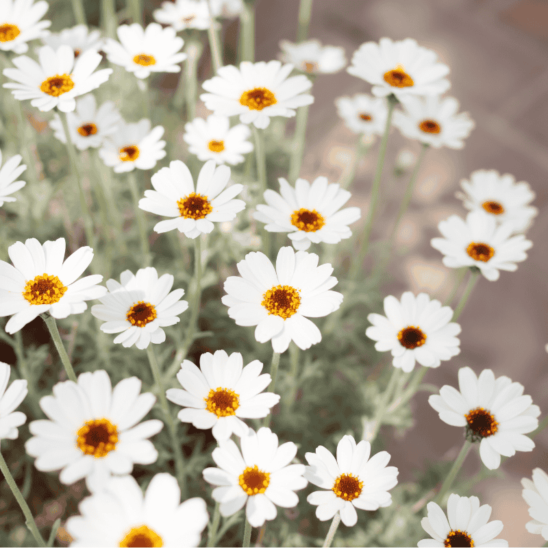 Rhodanthemum African Eyes White 14cm