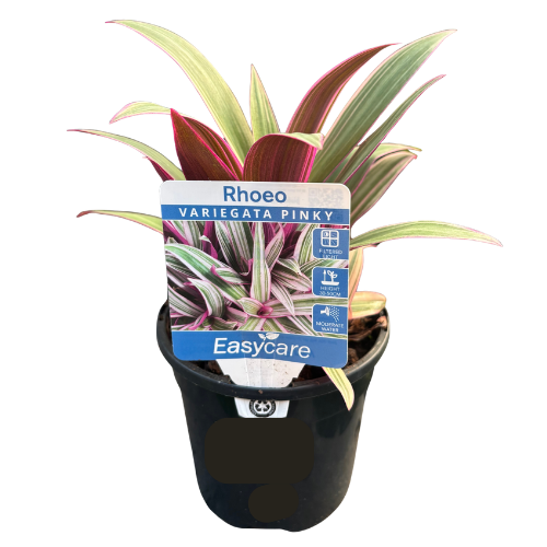 Rhoeo spathacea Pinky 13cm