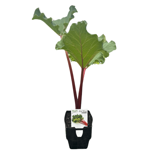 Rhubarb Red Stem 12cm