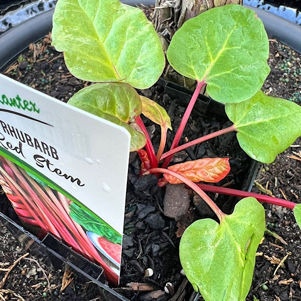 Rhubarb Red Stem 12cm
