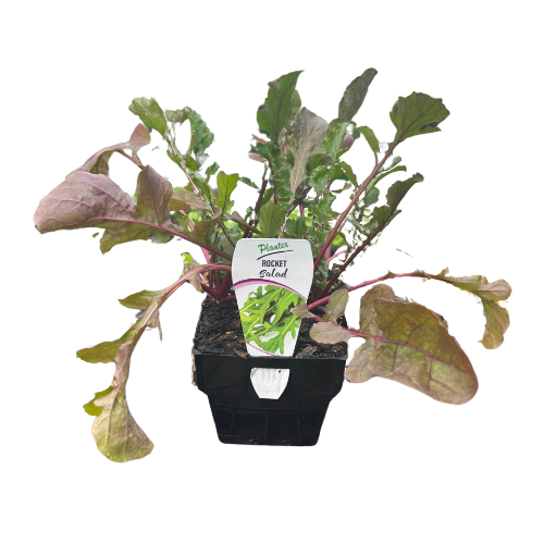 Rocket Salad 10cm