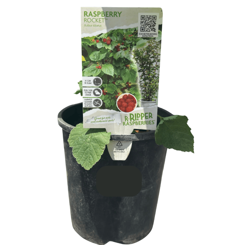 Raspberry Rocket 14cm