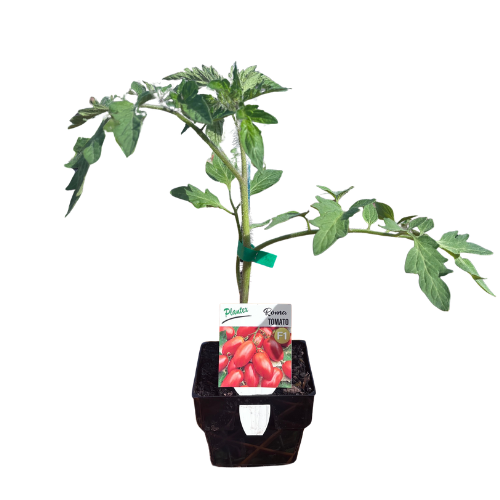Tomato Roma 10cm - Plantex MP