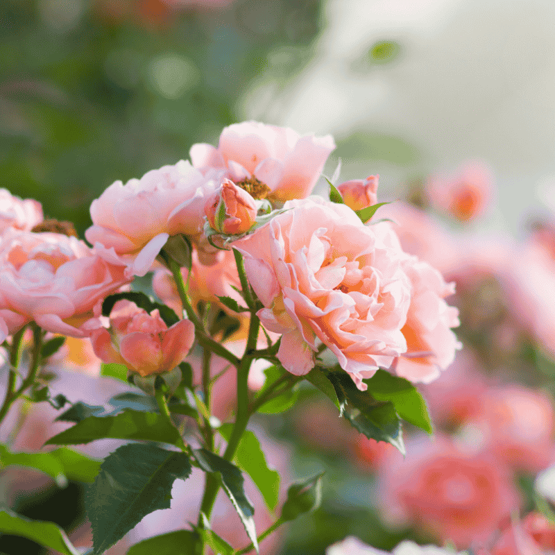 Rose Cecile Brunner Bush 20cm