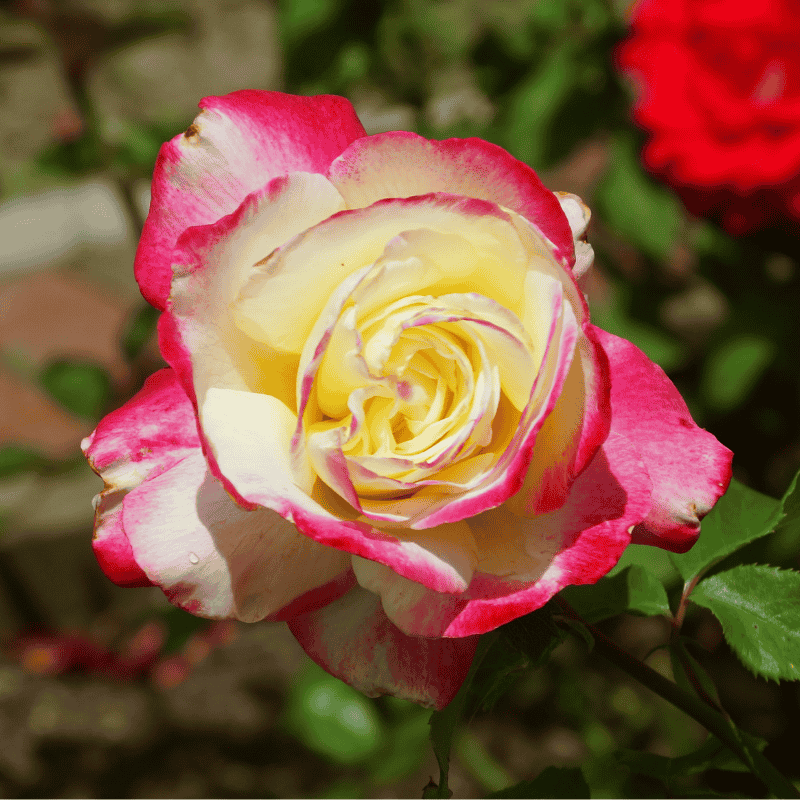 Rose Double Delight Bush 20cm