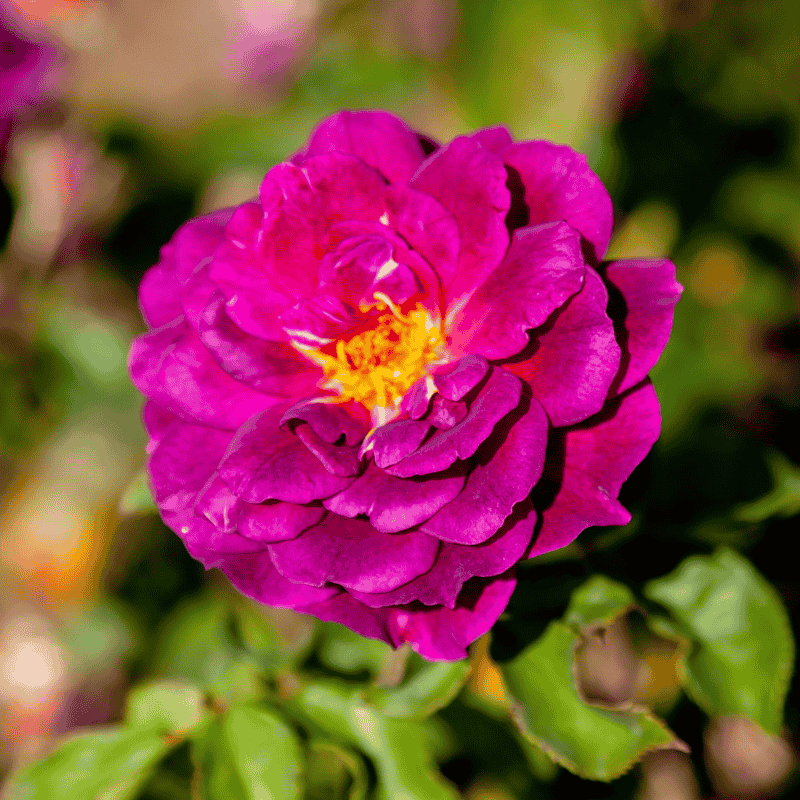 Rose Ebb Tide Bush 20cm