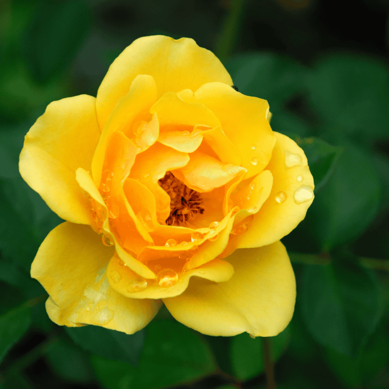 Rose Friesia Bush 20cm