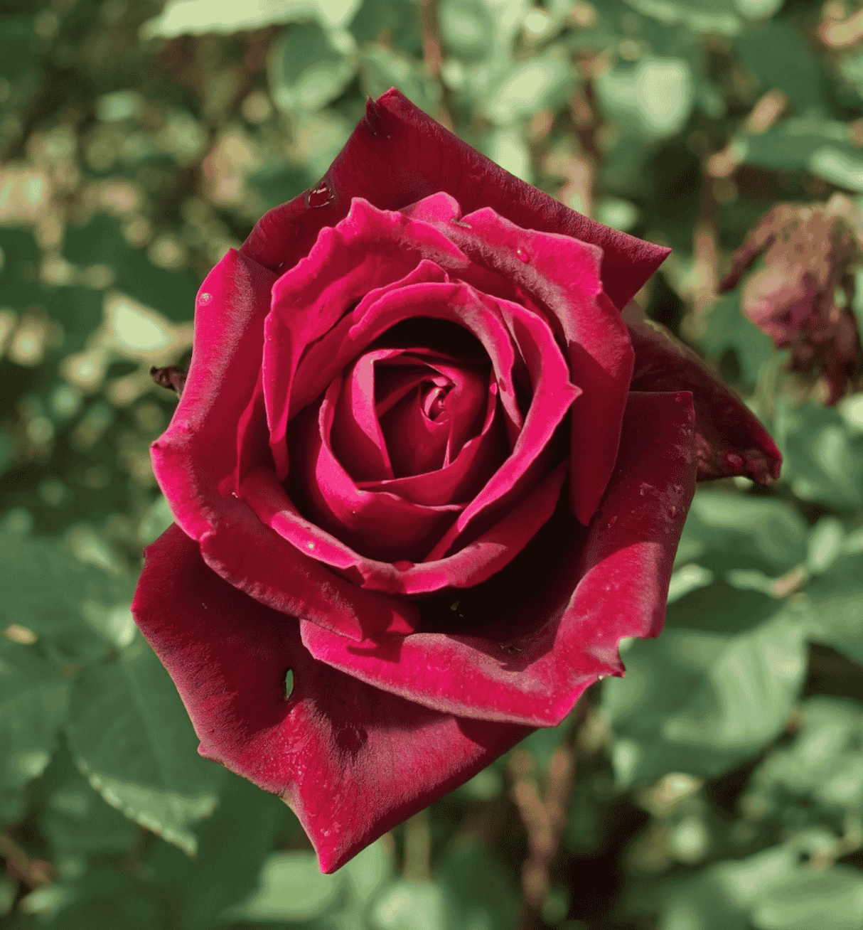 Rose Papa Meilland 20cm