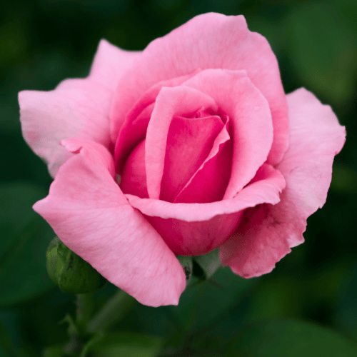 Rose Perfume Delight 3ft Standard 25cm