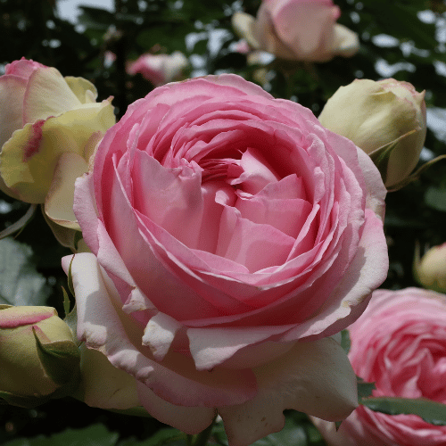 Rose Pierre de Ronsard 25cm 3ft Standard