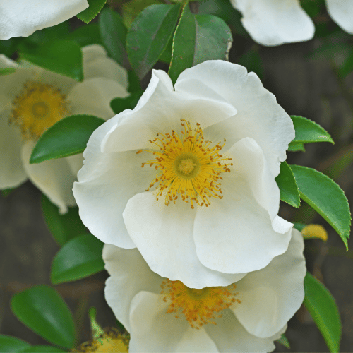 Rose Rosa laevigata 20cm Climbing