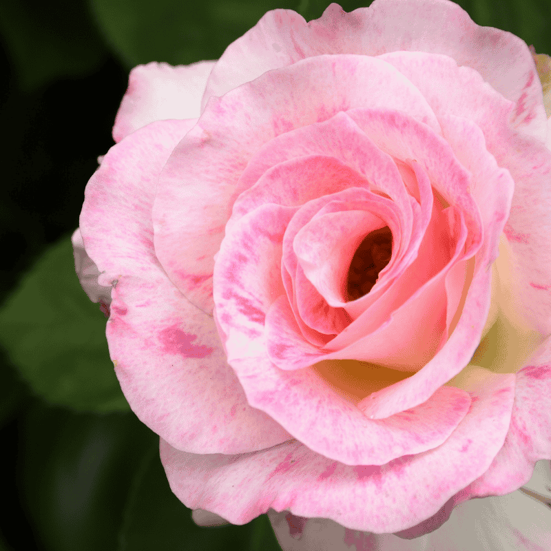 Rose Seduction Bush 20cm