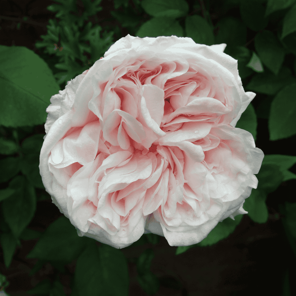 Rose Souvenir de la Malmaison Climbing 20cm