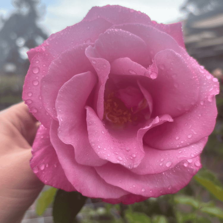 Rose 'Fragrant Plum' 3ft Standard 25cm