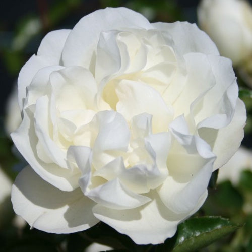 Rose White Meidiland 14cm