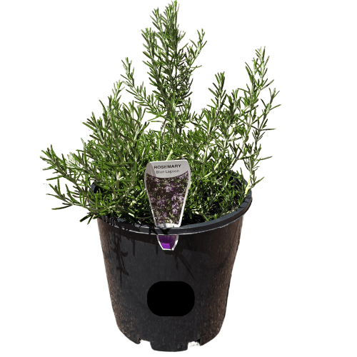 Rosemary Blue Lagoon 20cm