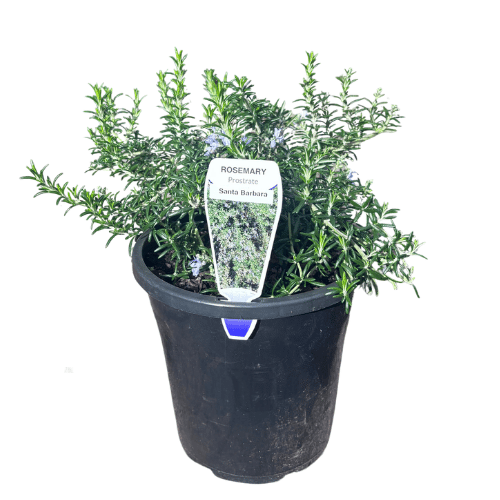 Rosmarinus officinalis Santa Barbara 17cm