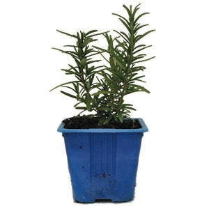 Rosemary Blue Lagoon 10cm