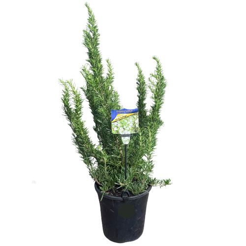 Rosmarinus officinalis Herb Cottage 20cm