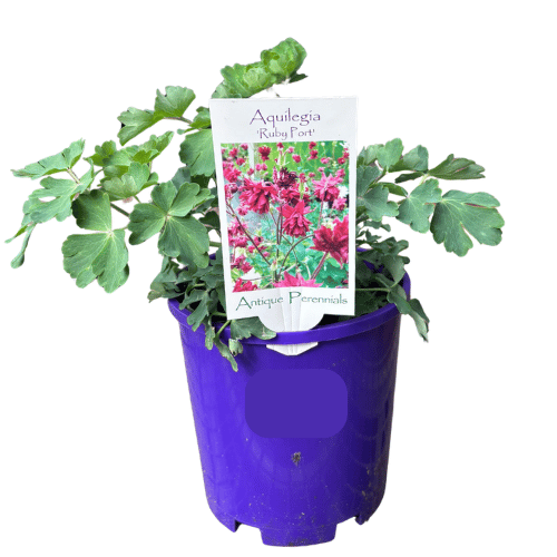 Aquilegia Ruby Port 14cm