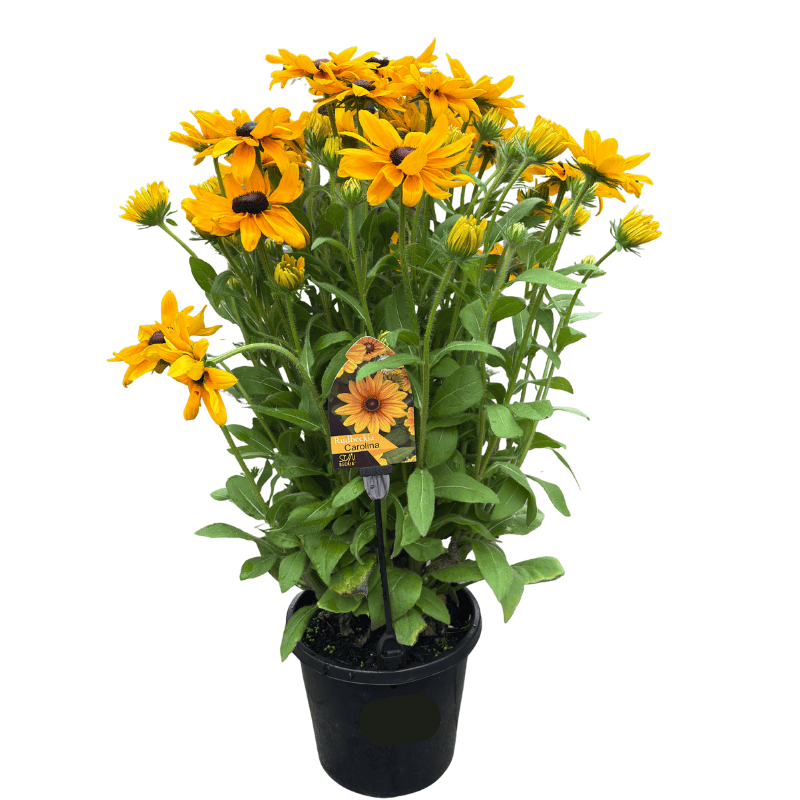 Rudbeckia Assorted 20cm