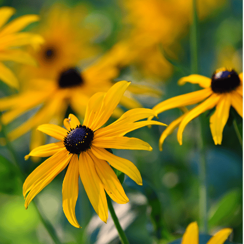 Rudbeckia fulgida 14cm