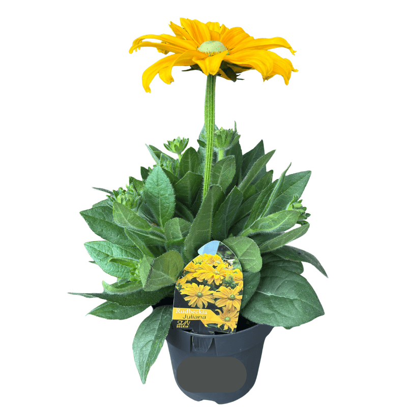 Rudbeckia Assorted 18cm