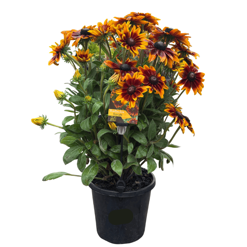 Rudbeckia Assorted 20cm