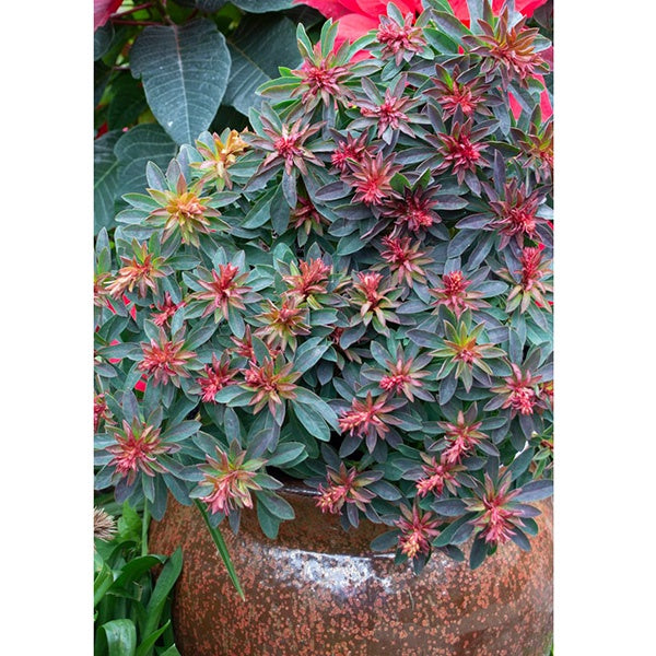Euphorbia Rudolph 14cm